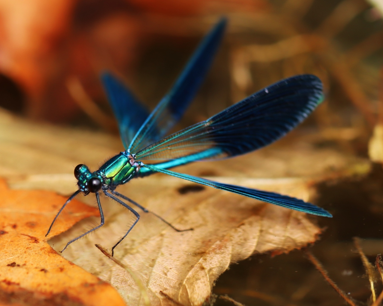 Синяя стрекоза сидит на сухом листке