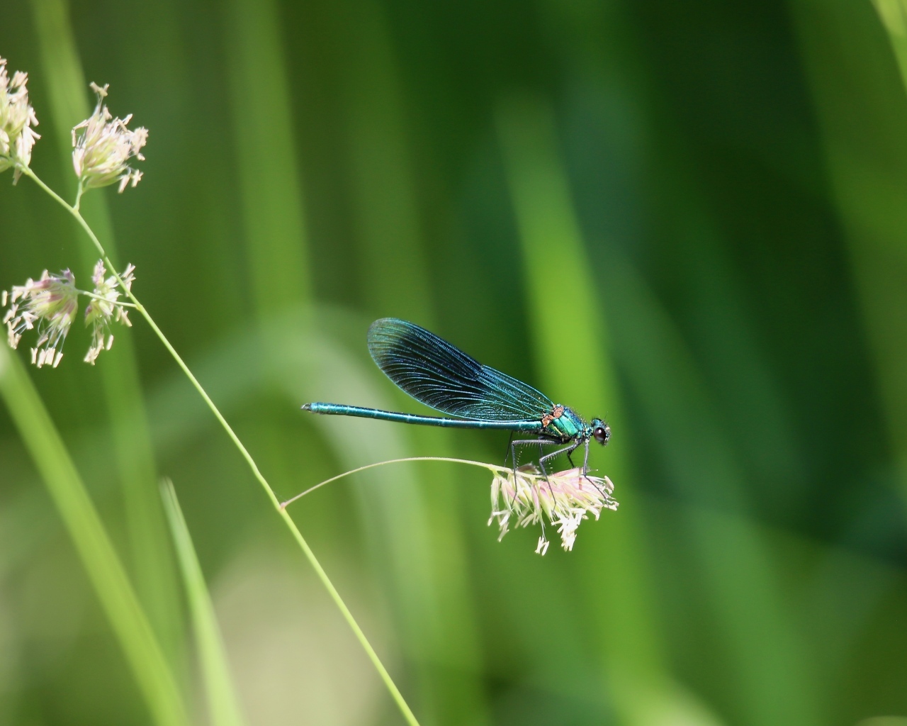 Голубая стрекоза сидит на колоске