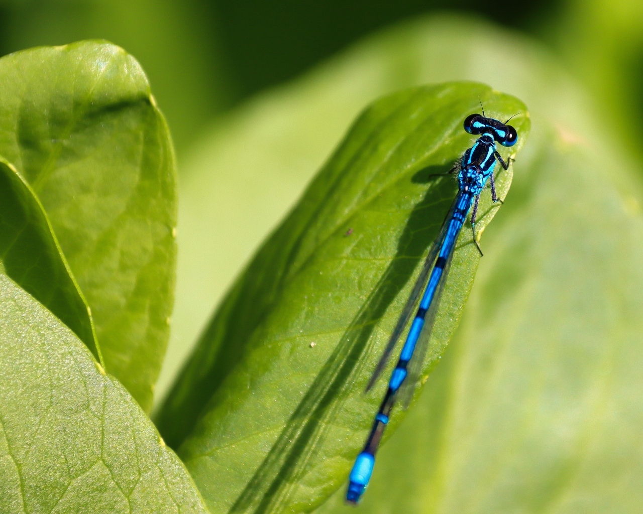 Синяя стрекоза сидит на зеленой траве