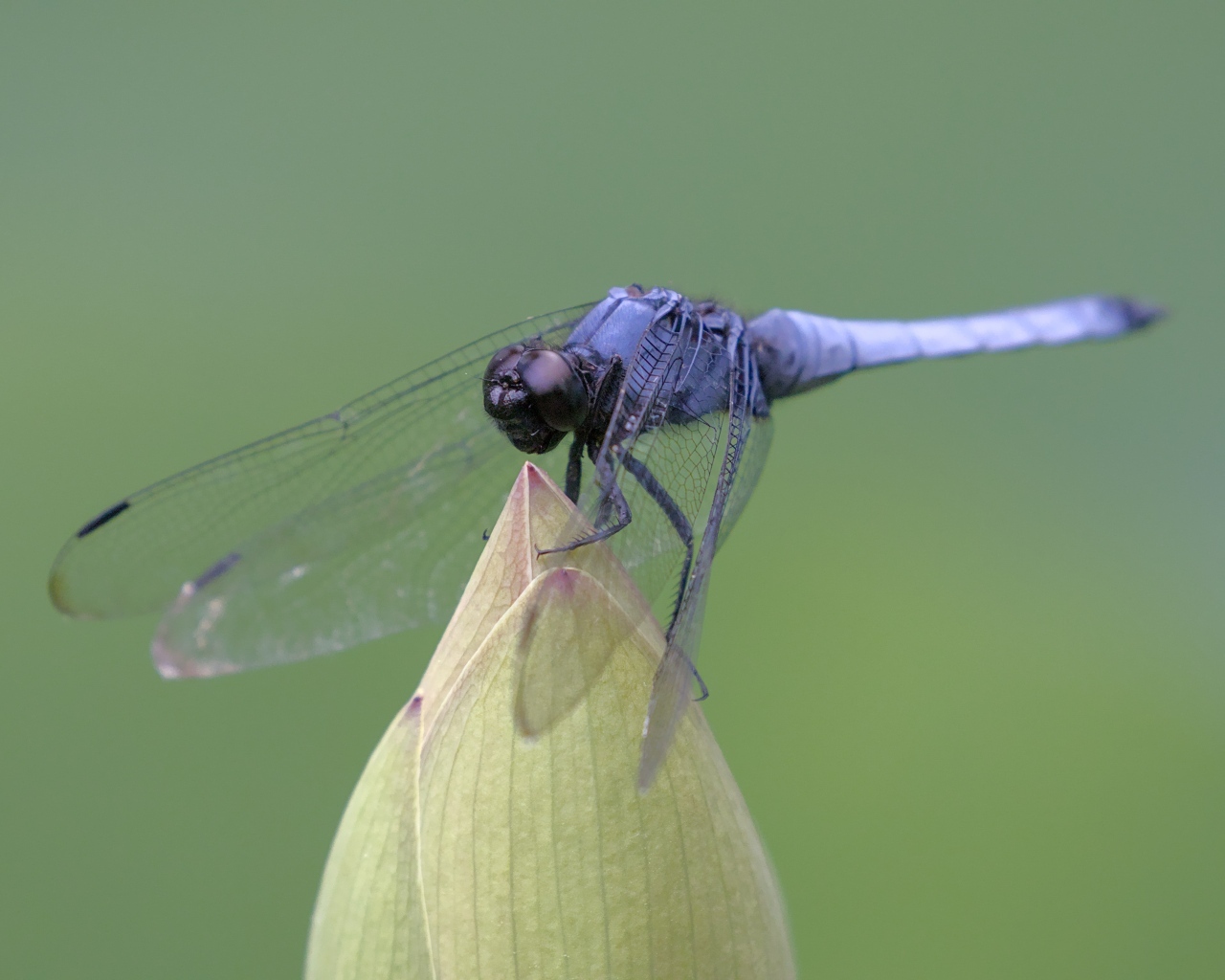 Синяя стрекоза сидит на цветке