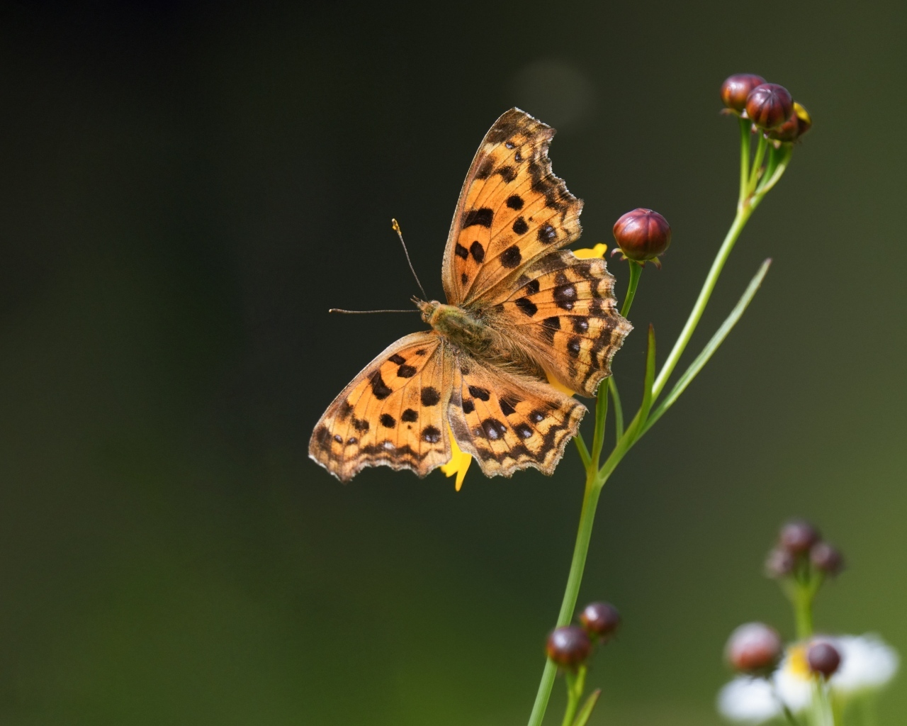Коричневая бабочка на цветке крупным планом