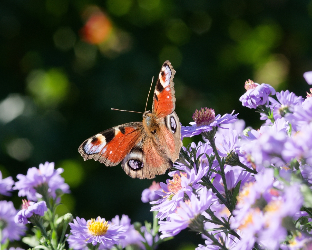 Коричневая бабочка сидит на цветке сентябринки