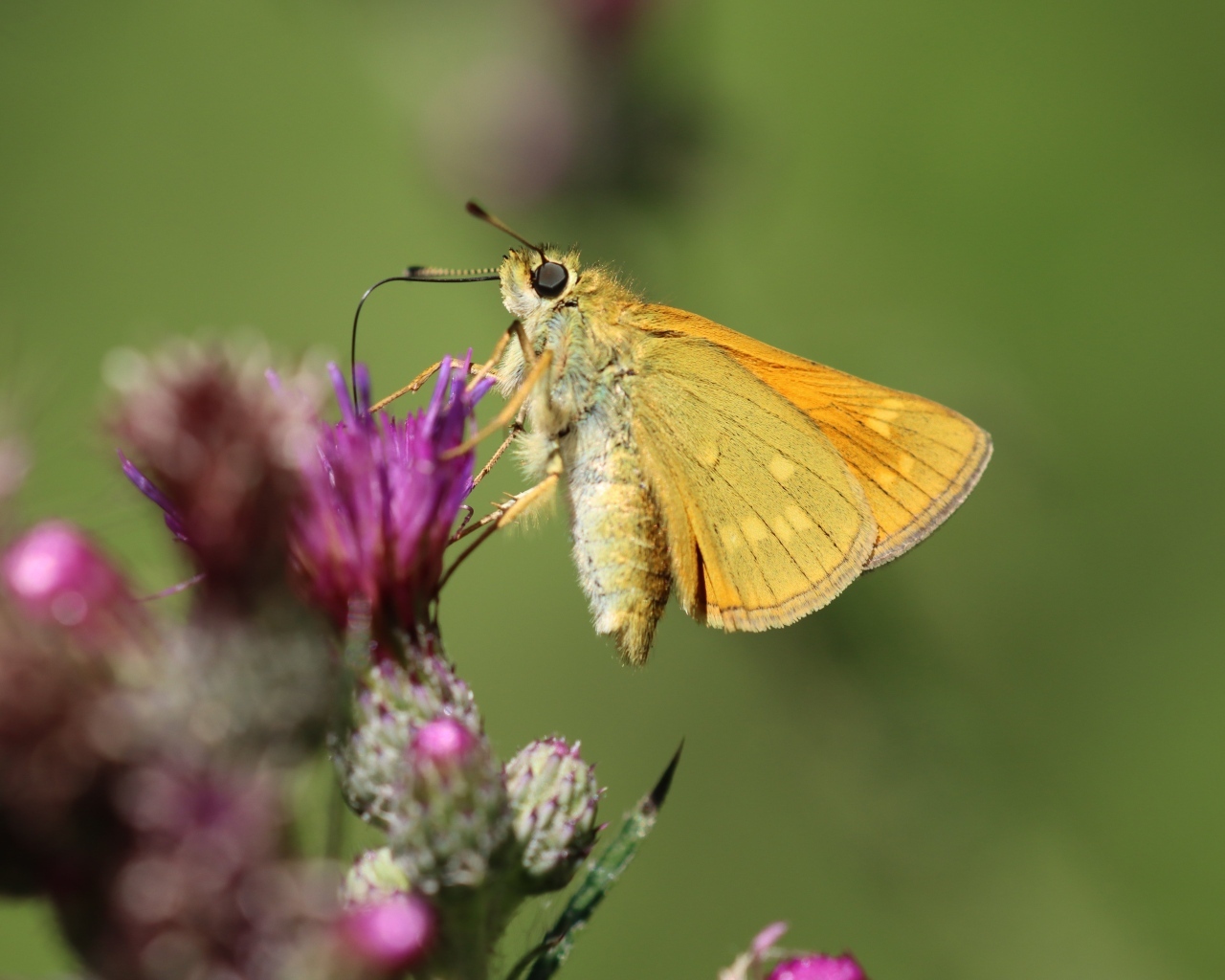 Коричневая бабочка сидит на цветке расторопши