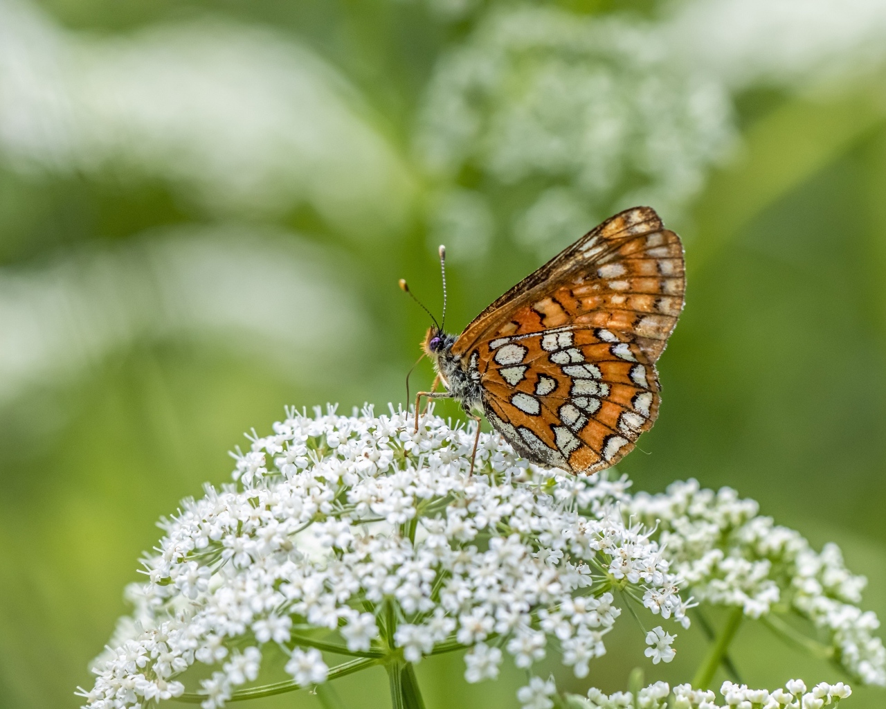 Коричневая бабочка сидит на белом цветке