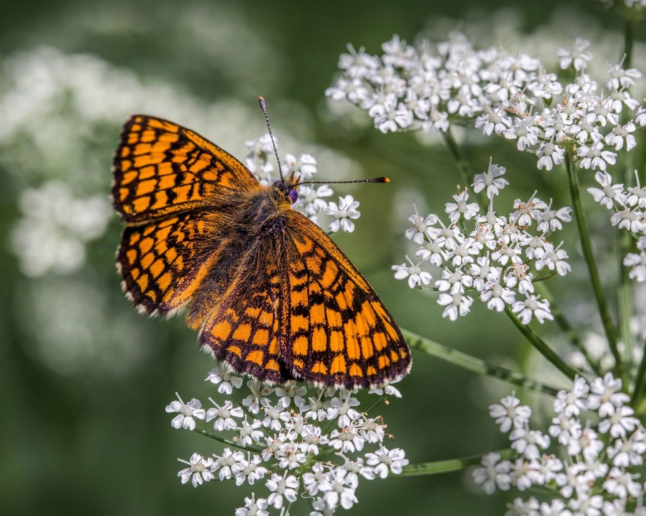 Коричневая бабочка сидит на белом полевом цветке