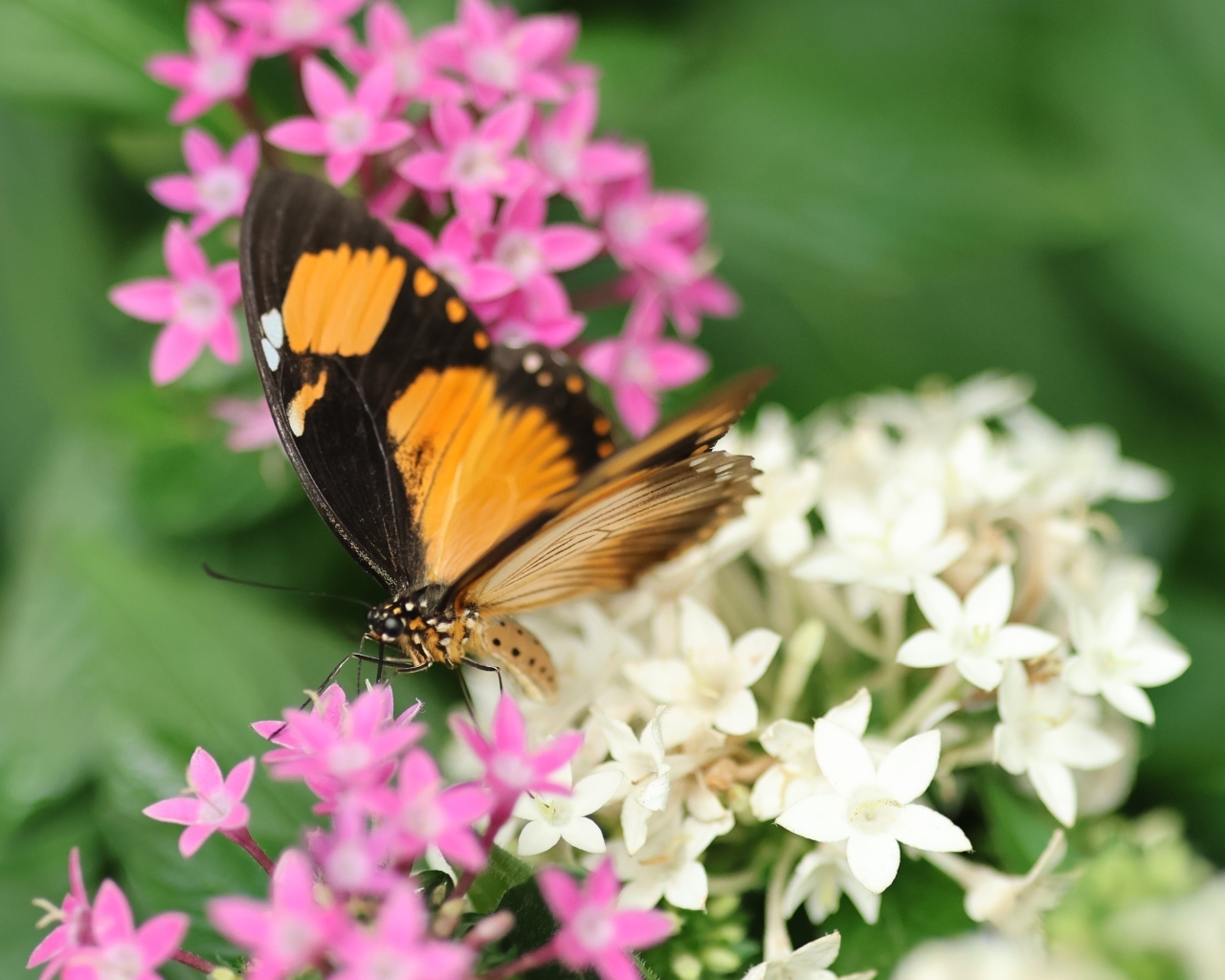 Коричневая бабочка с розовыми и белыми цветами