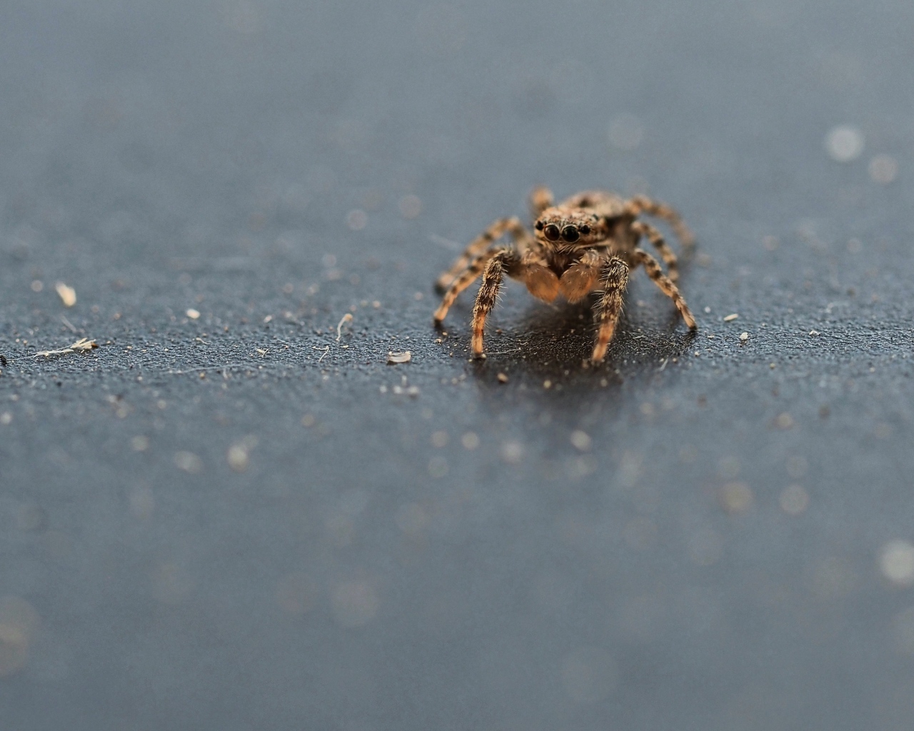 Коричневый паук на сером асфальте