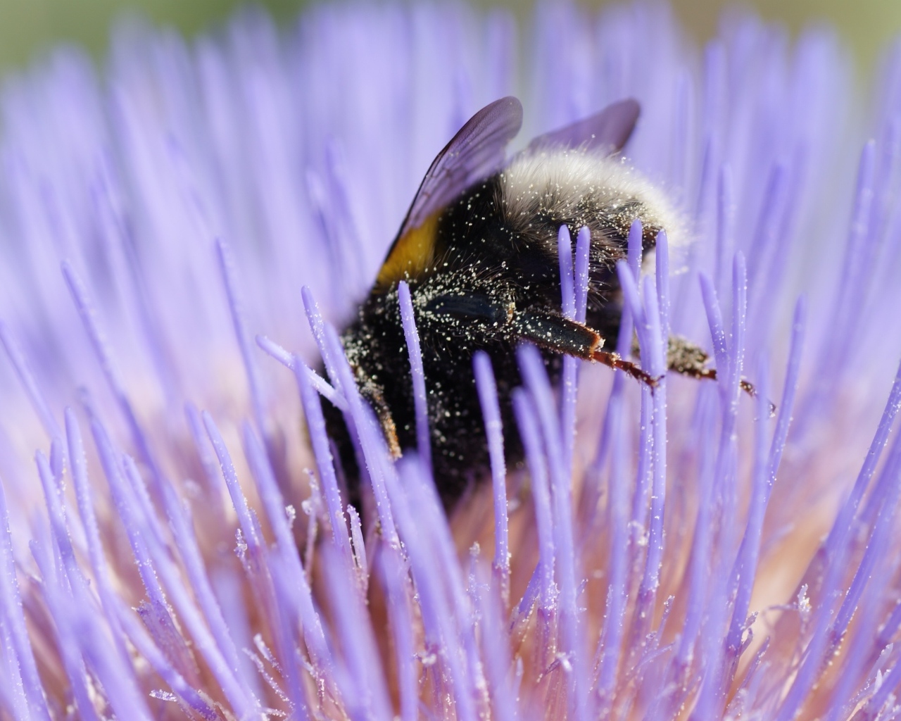 Шмель опыляет цветок