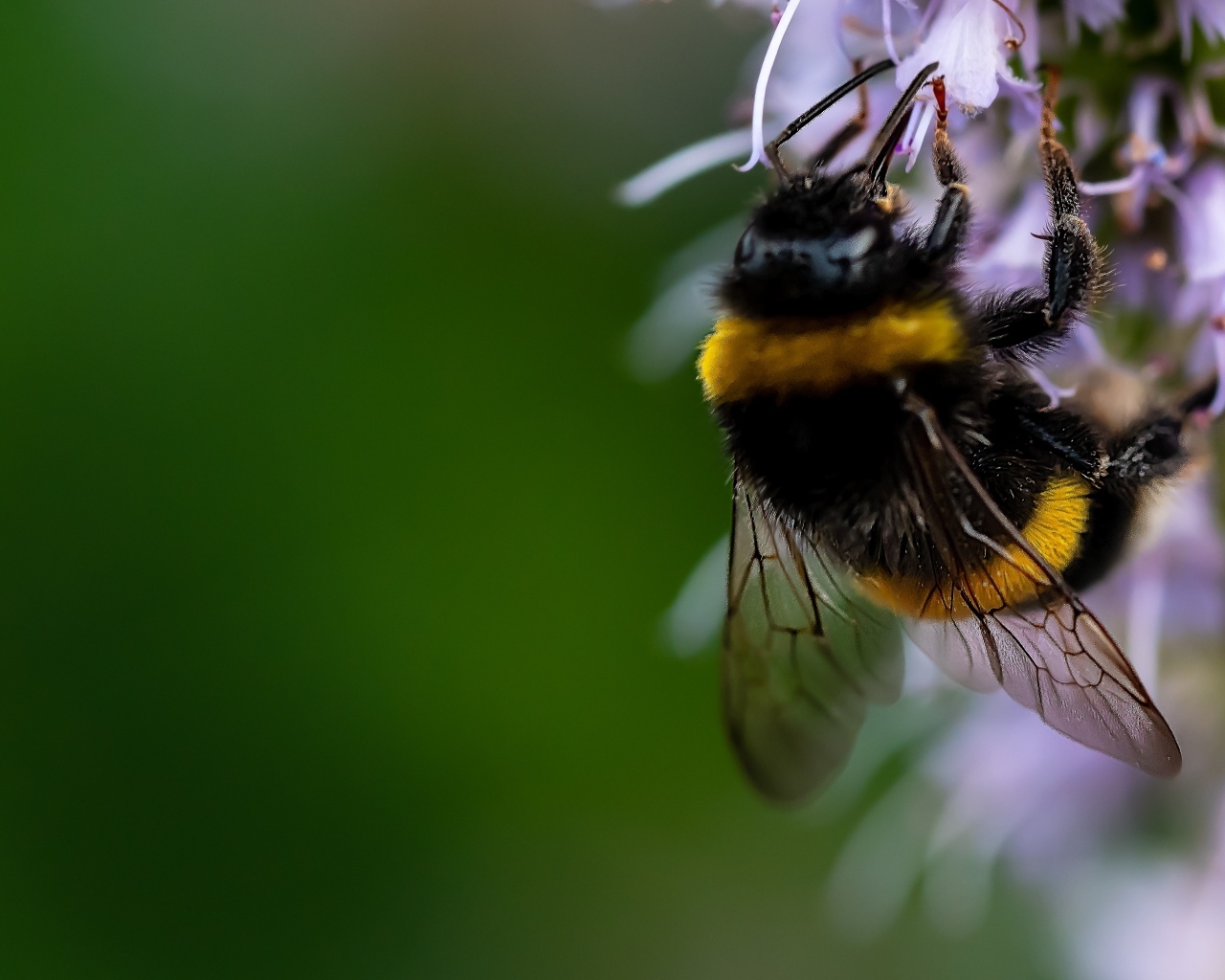 Шмель сидит на красивом цветке