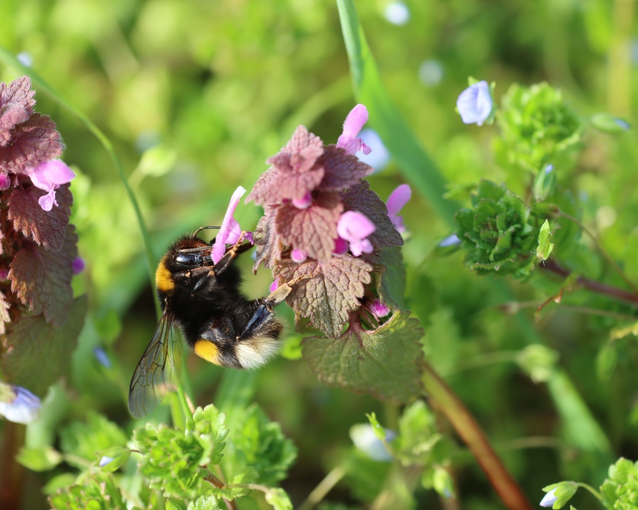 Шмель сидит на розовом цветке крапивы