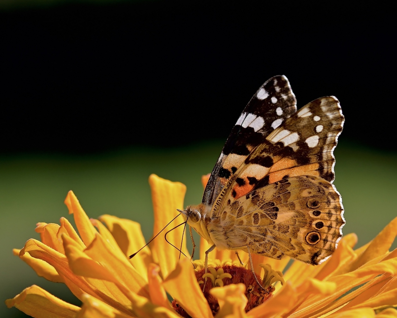 Бабочка крупным планом на цветке циннии