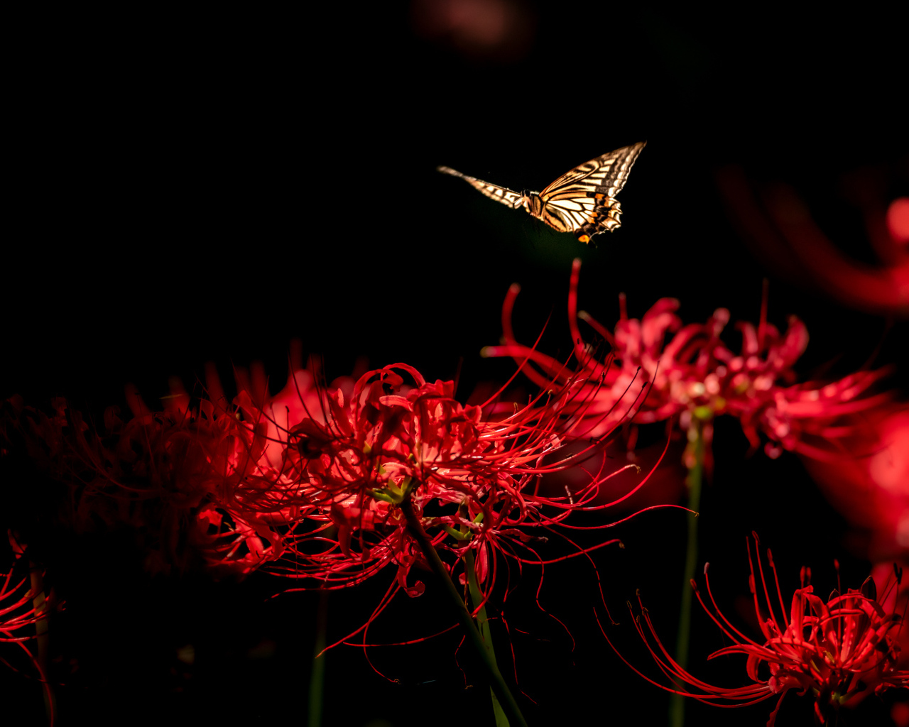 Бабочка летает над красными цветами