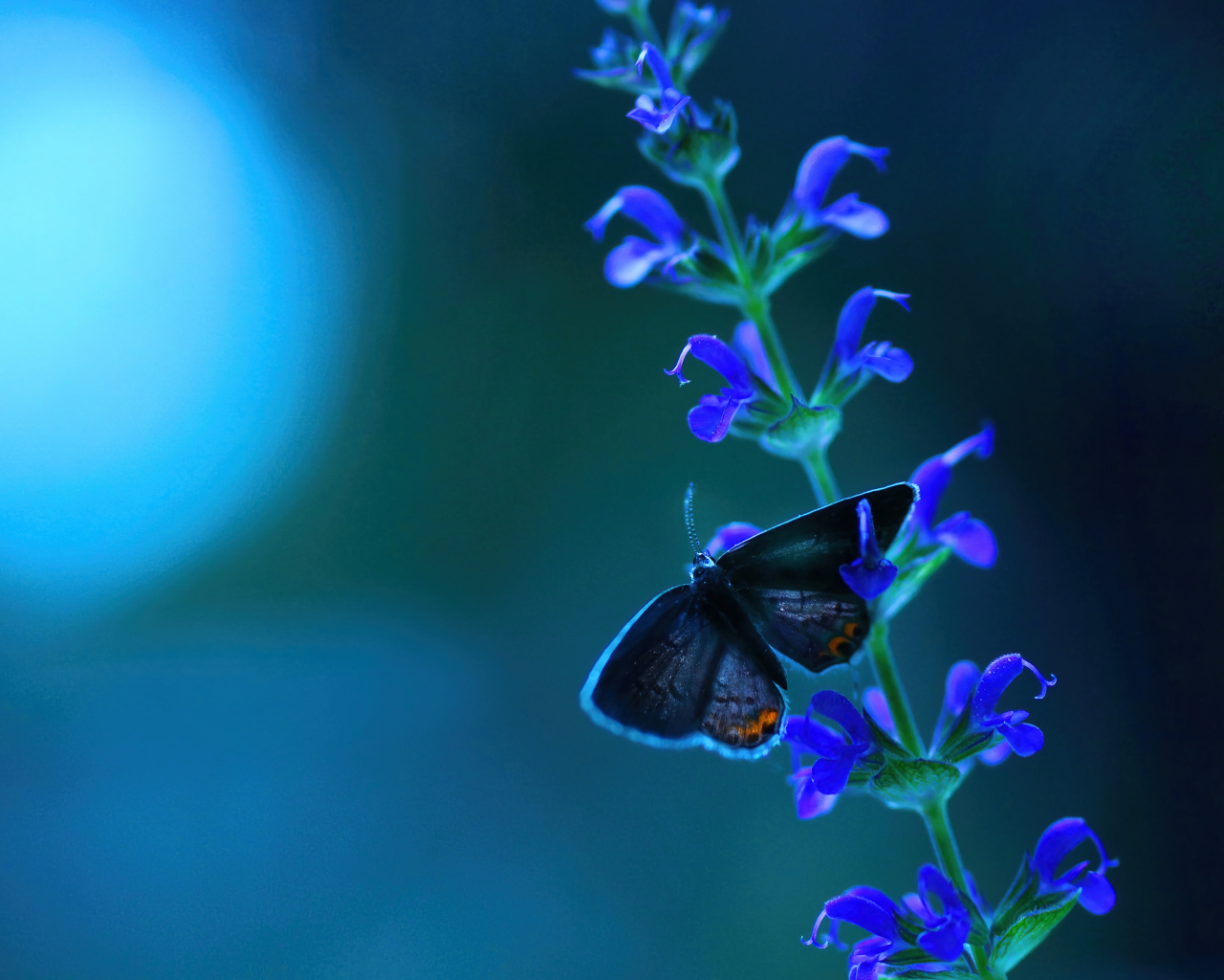 Бабочка сидит на голубом цветке