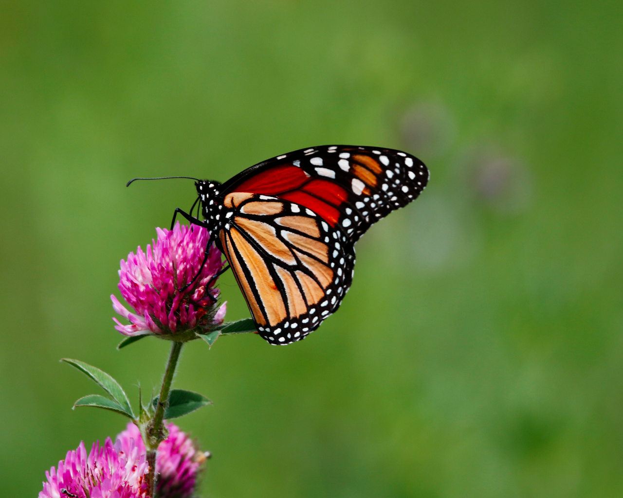 Бабочка сидит на цветке клевера