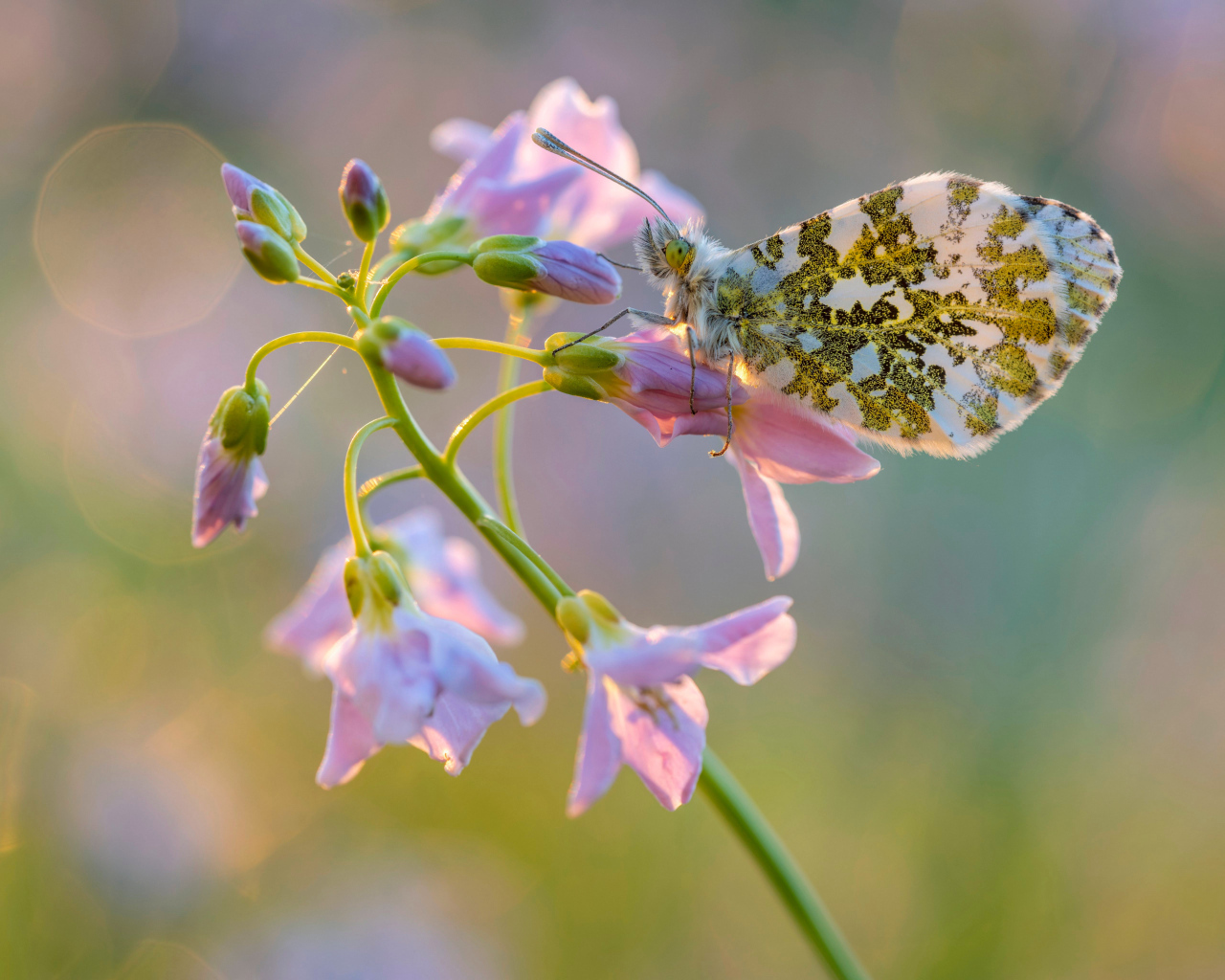 Бабочка сидит на розовом нежном цветке