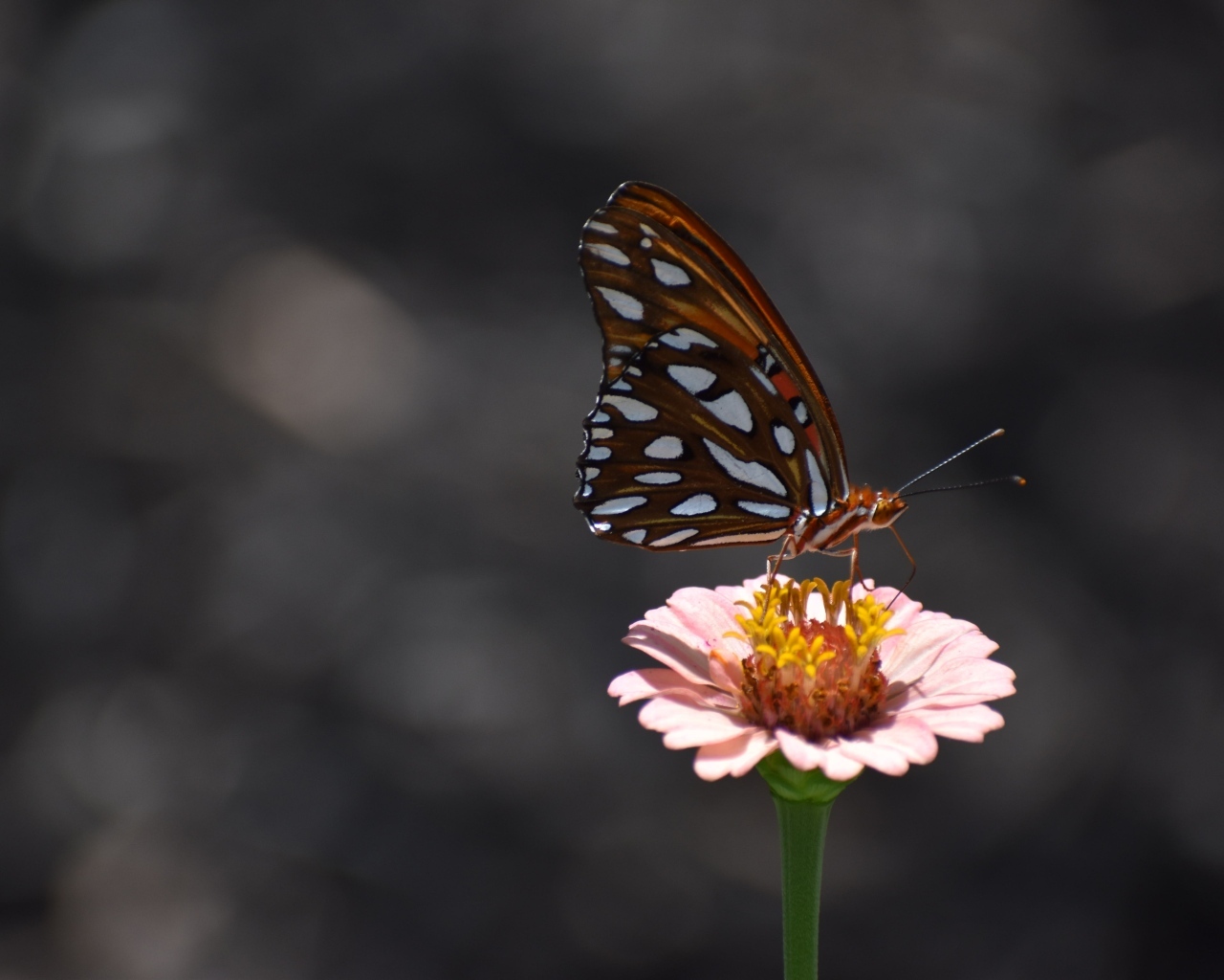 Бабочка сидит на розовом цветке циннии