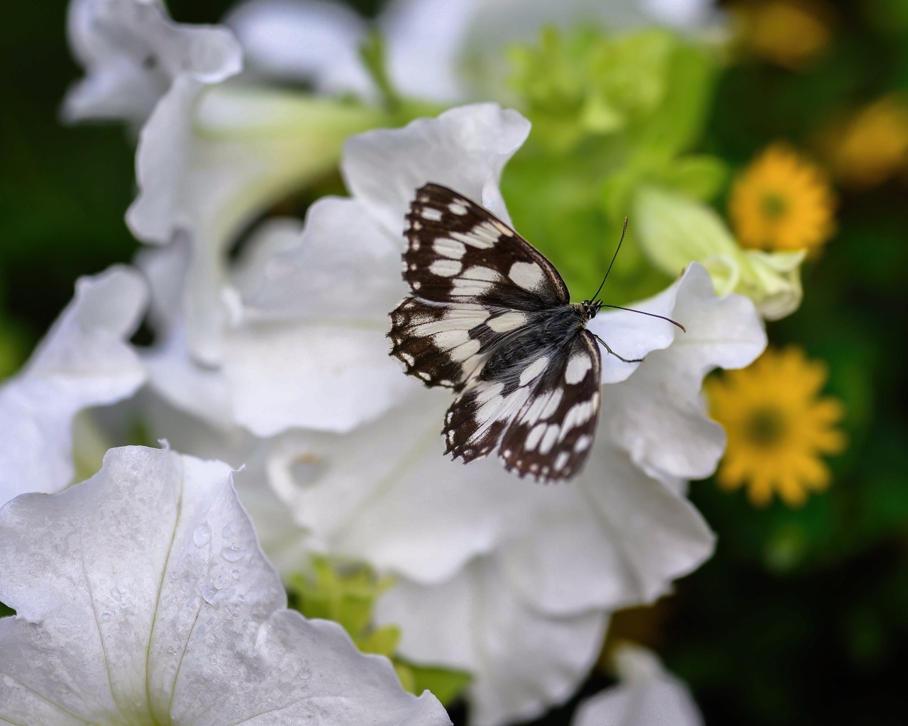 Бабочка сидит на белом цветке петунии