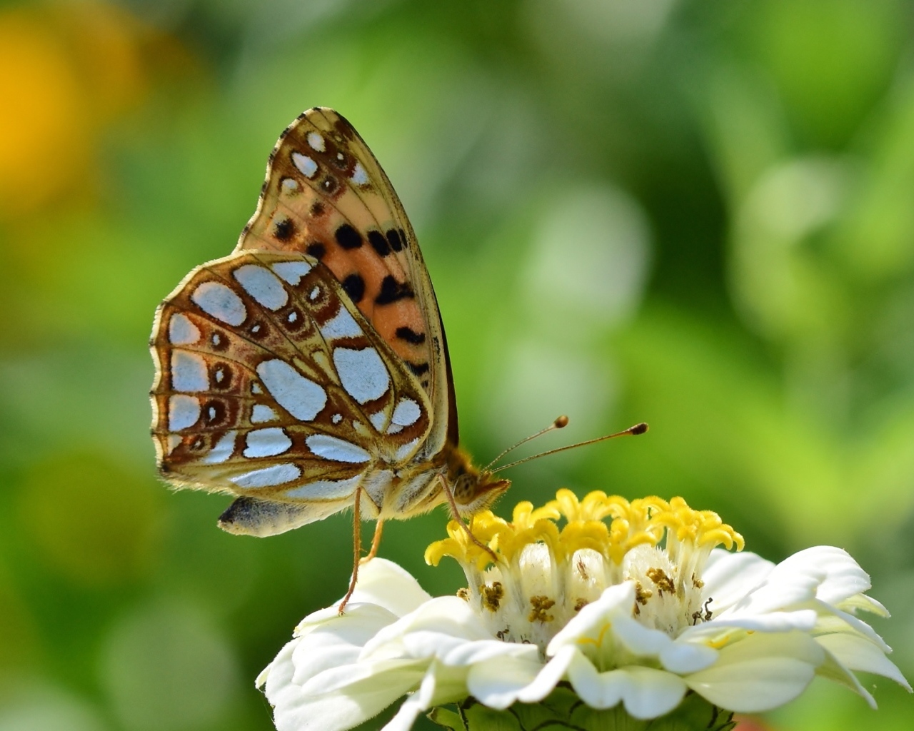 Бабочка сидит на белом цветке циннии