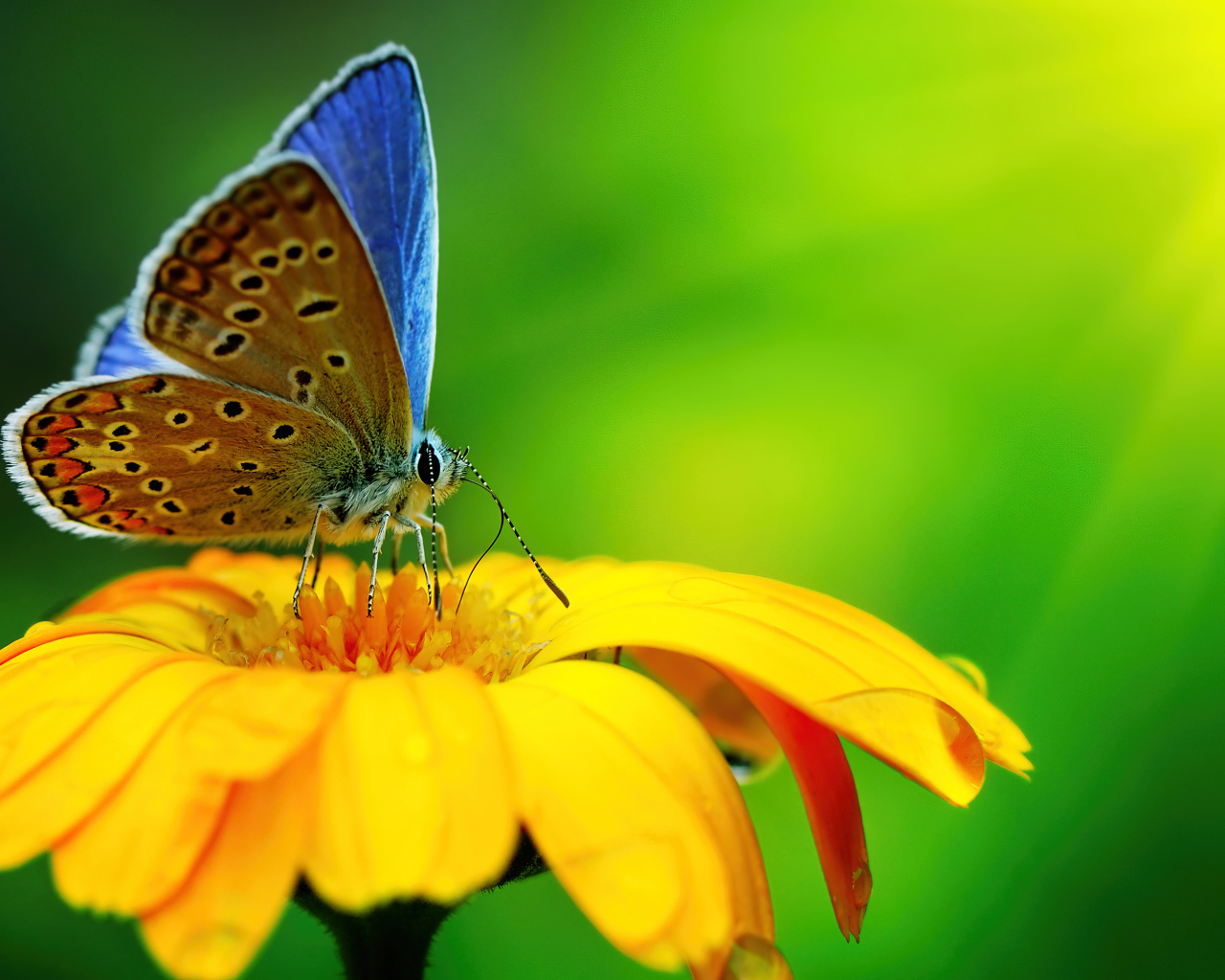 Бабочка сидит на оранжевом цветке крупным планом