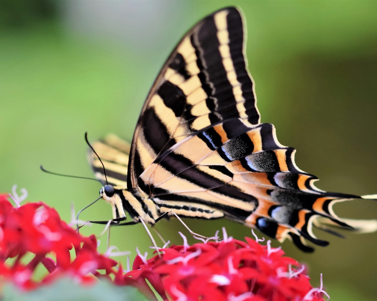 Бабочка махаон сидит на красном цветке