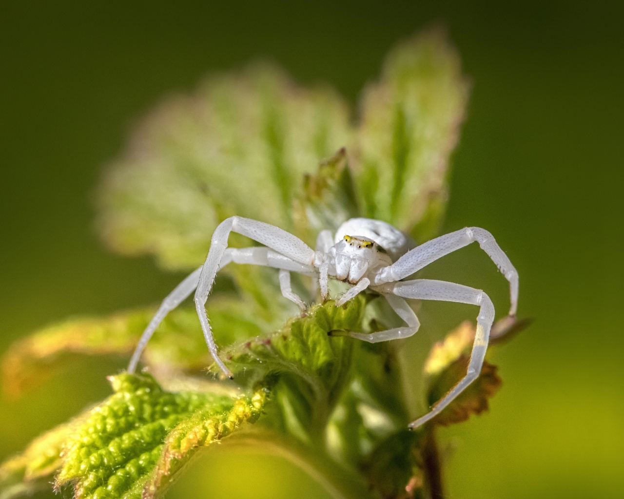 Крабовый паук золотарник на зеленом листке