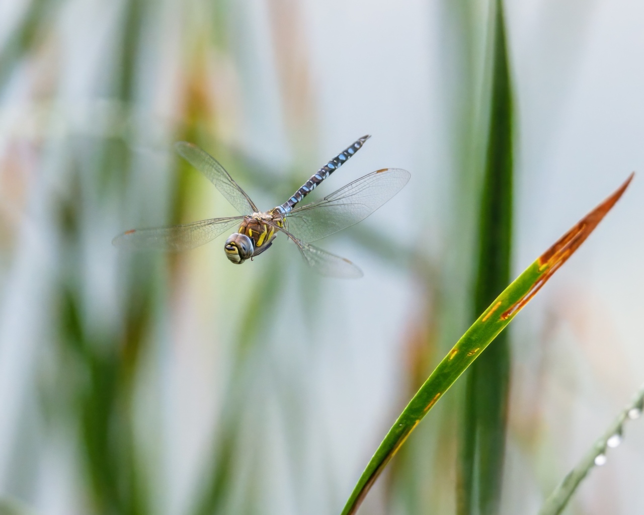 Стрекоза кружит над травой