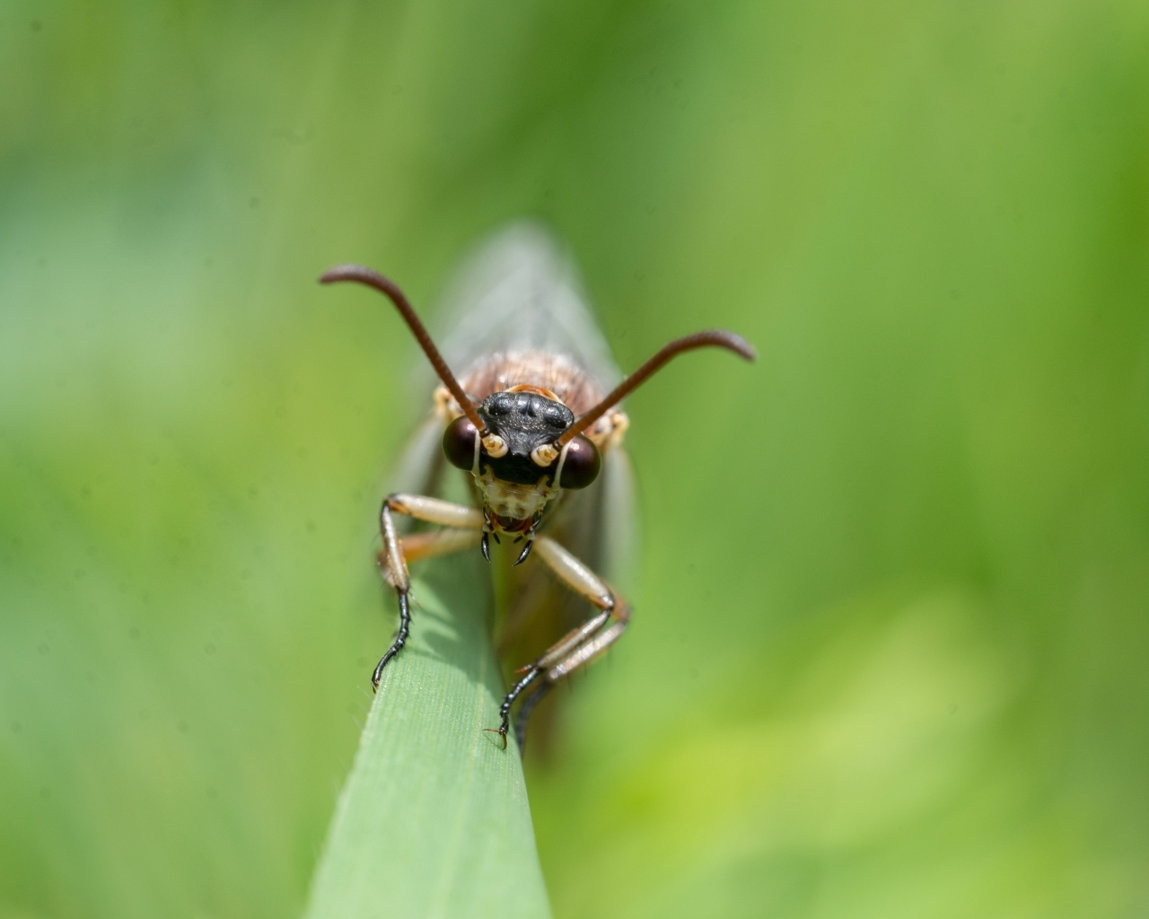 Лицо стрекозы крупным планом