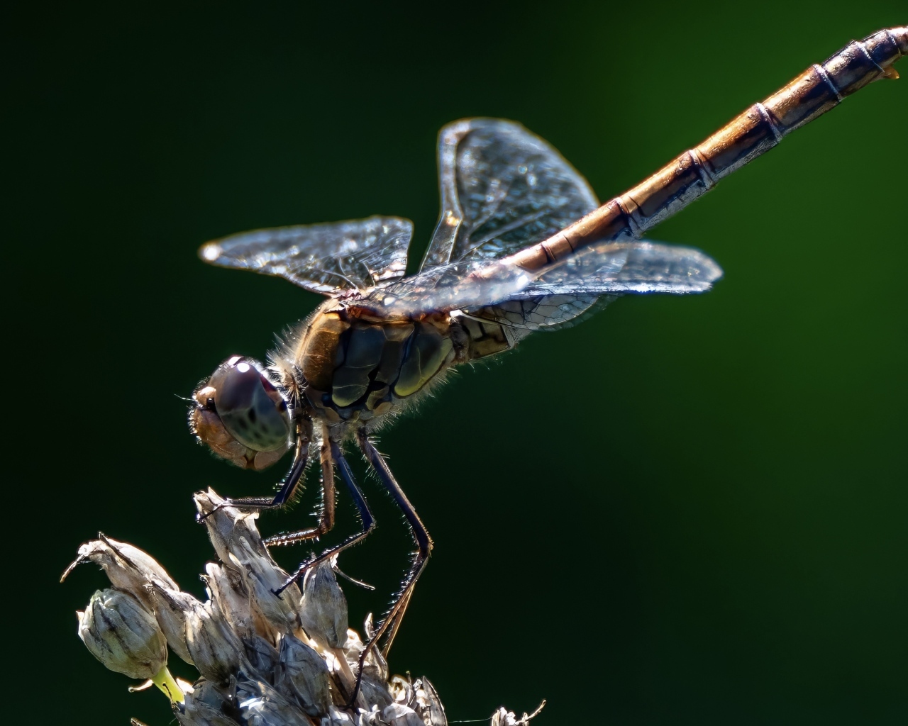 Стрекоза на сухом растении крупным планом