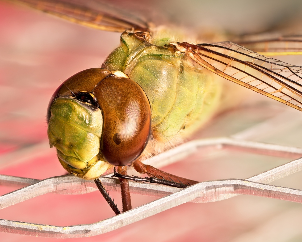 Стрекоза на железной сетке крупным планом