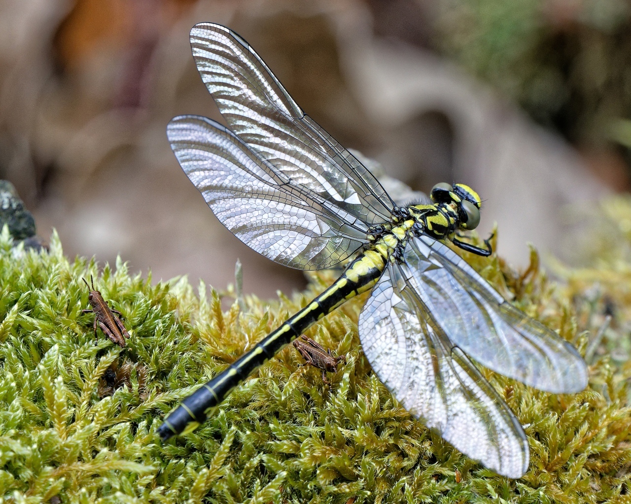 Стрекоза на покрытой мхом земле 