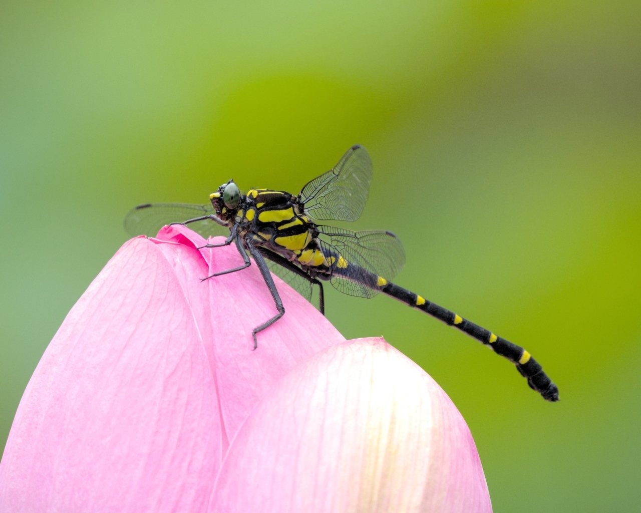 Стрекоза на розовом цветке лотоса