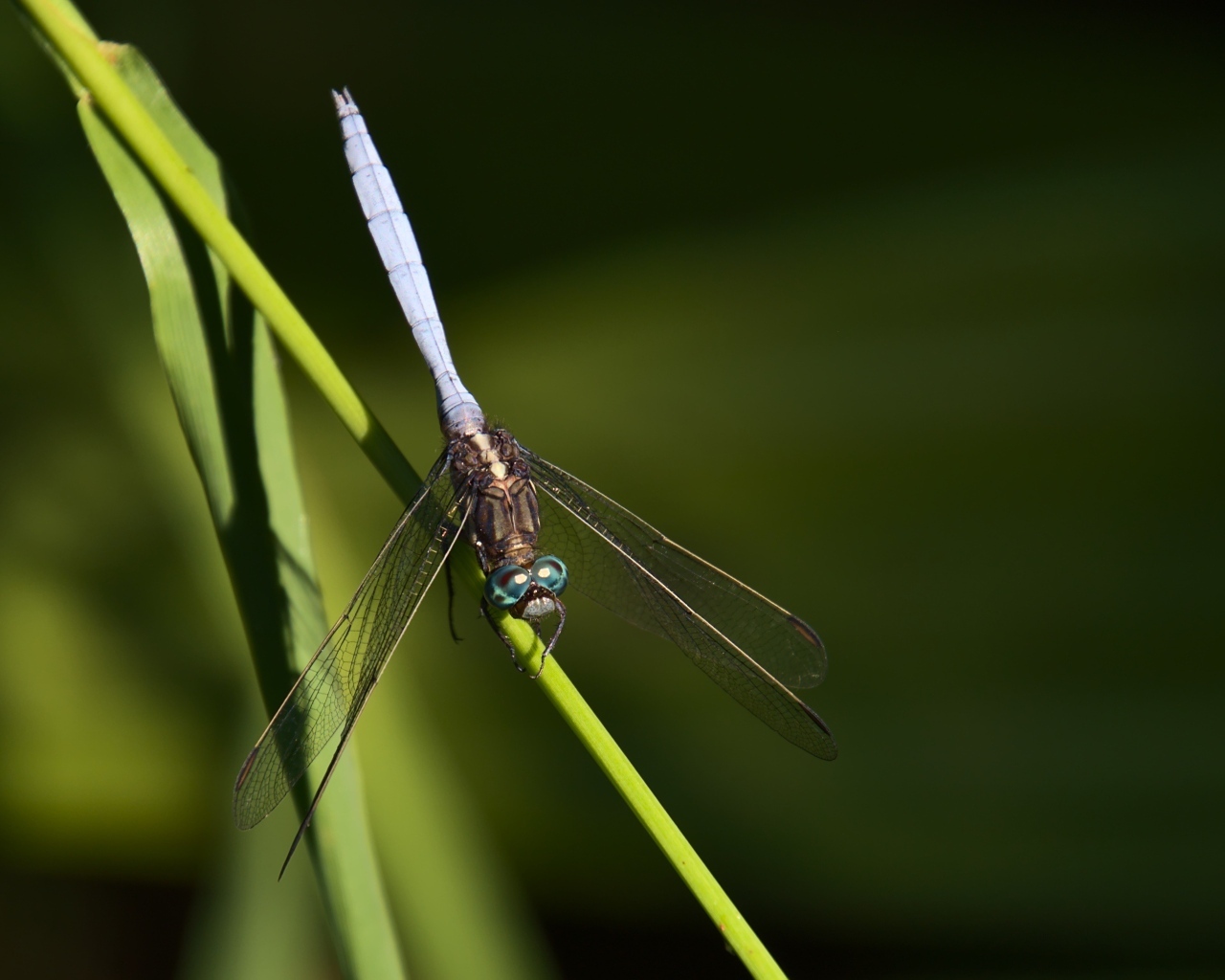 Стрекоза сидит на зеленом листке