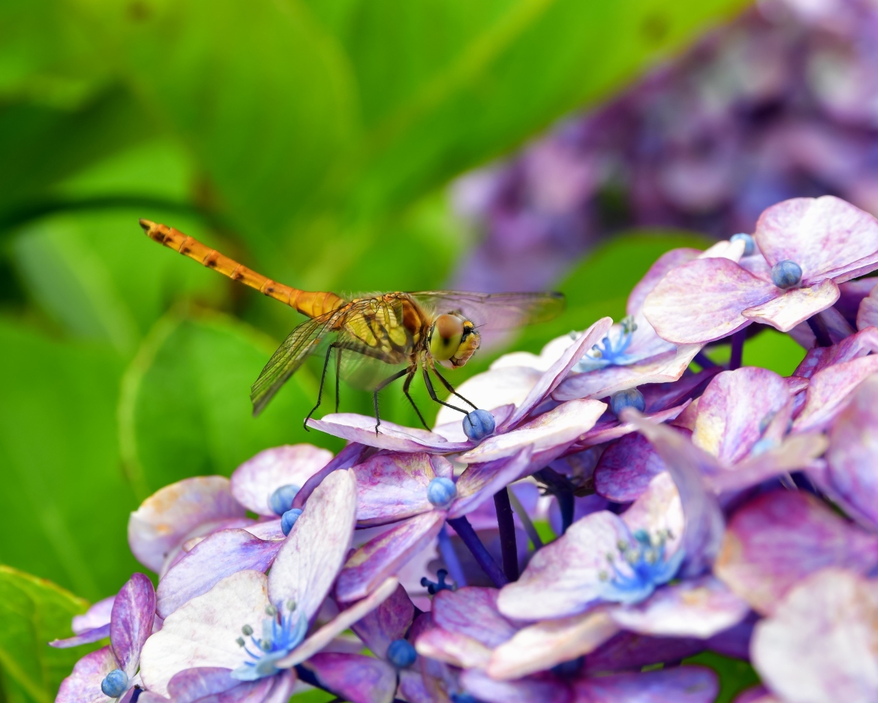 Стрекоза сидит на цветке гортензии