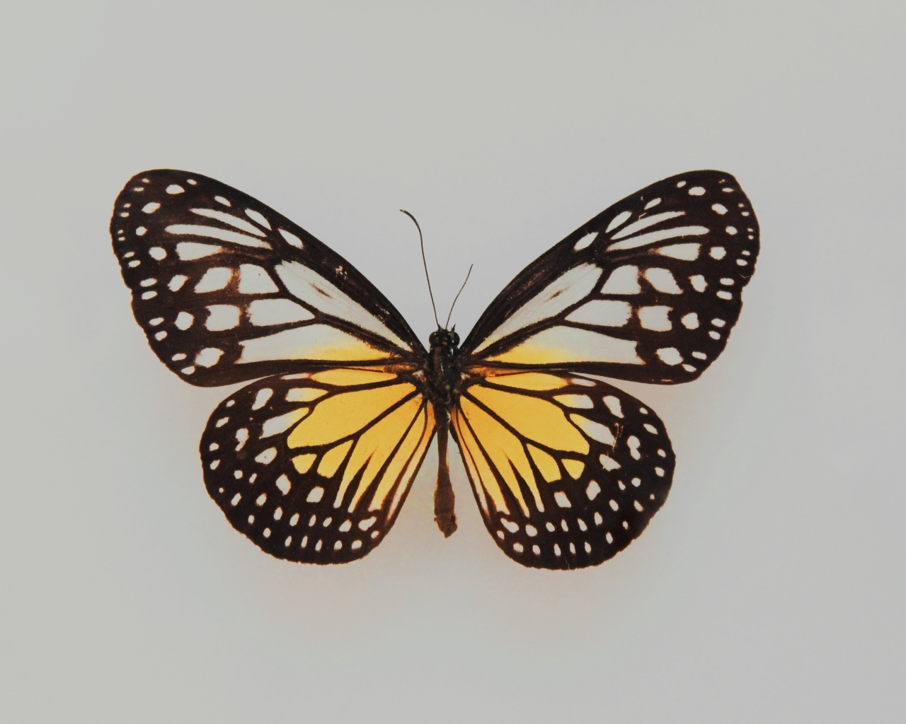 Засушенная бабочка на сером фоне