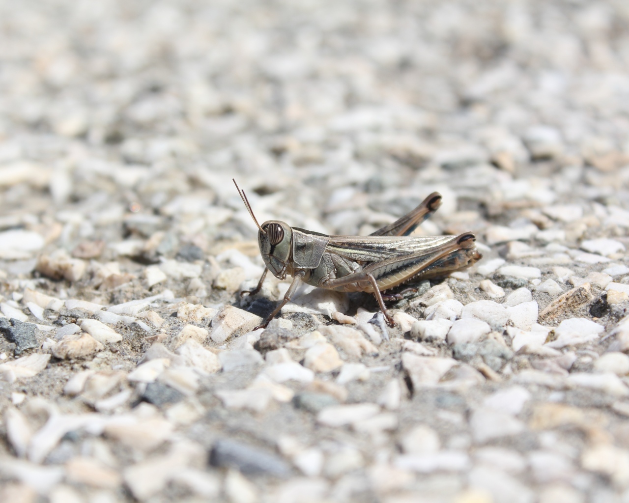 Кузнечик на дороге