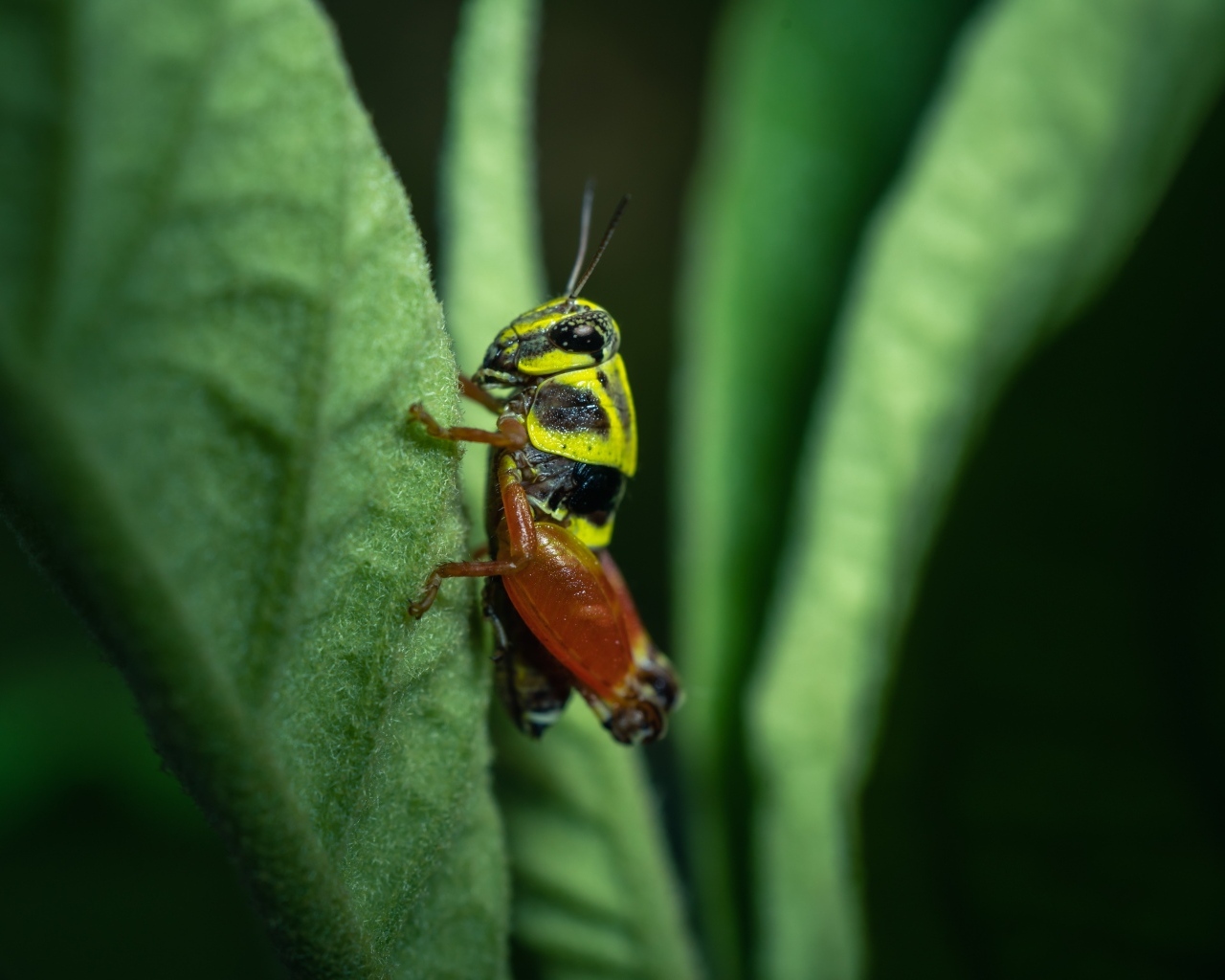 Кузнечик сидит на зеленом листе
