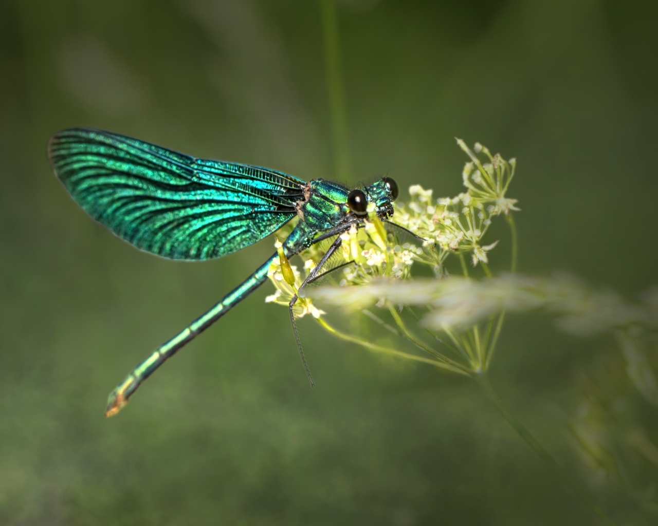 Зеленая стрекоза сидит на цветке