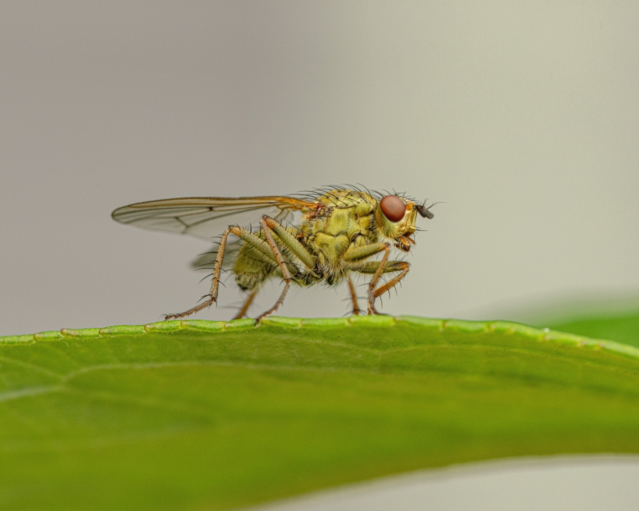 Зеленая муха сидит на листке