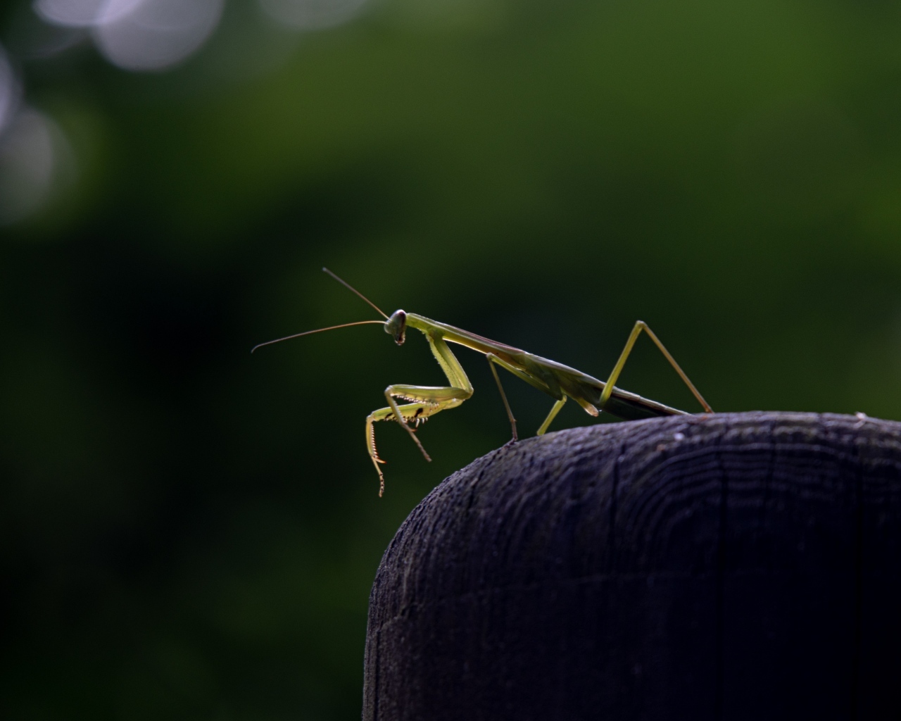 Зеленый богомол стоит на камне