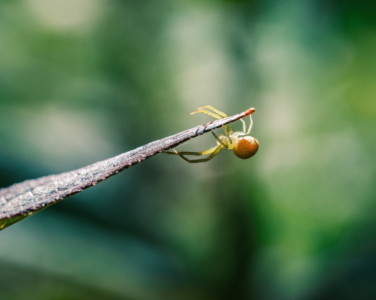 Зеленый паук висит на листе