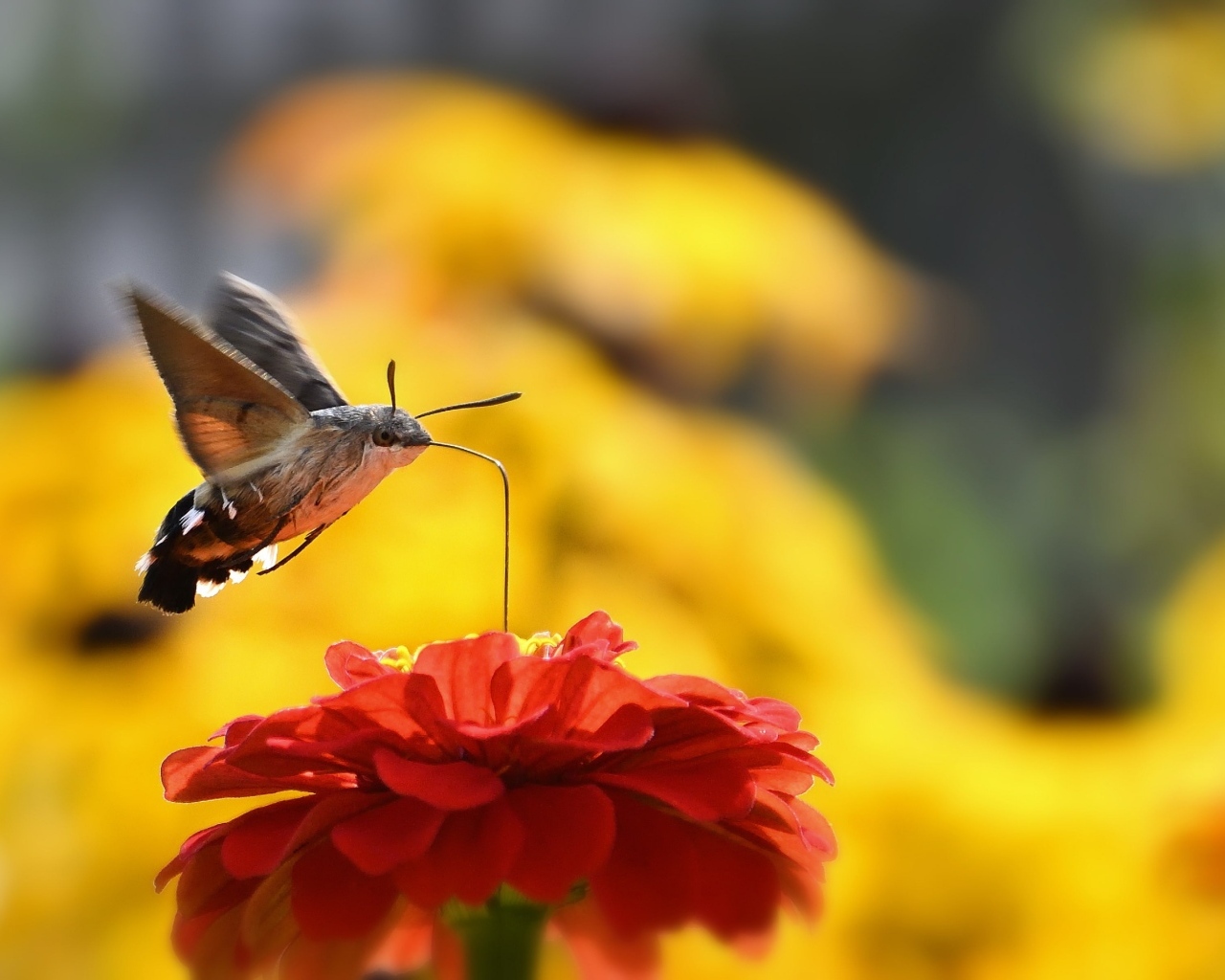 Насекомое бражник над цветком циннии