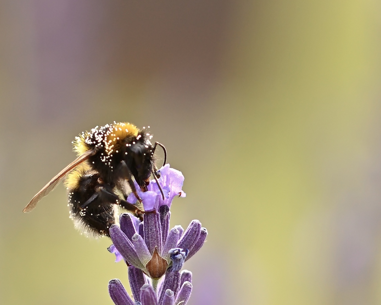 Пчела медонос сидит на цветке