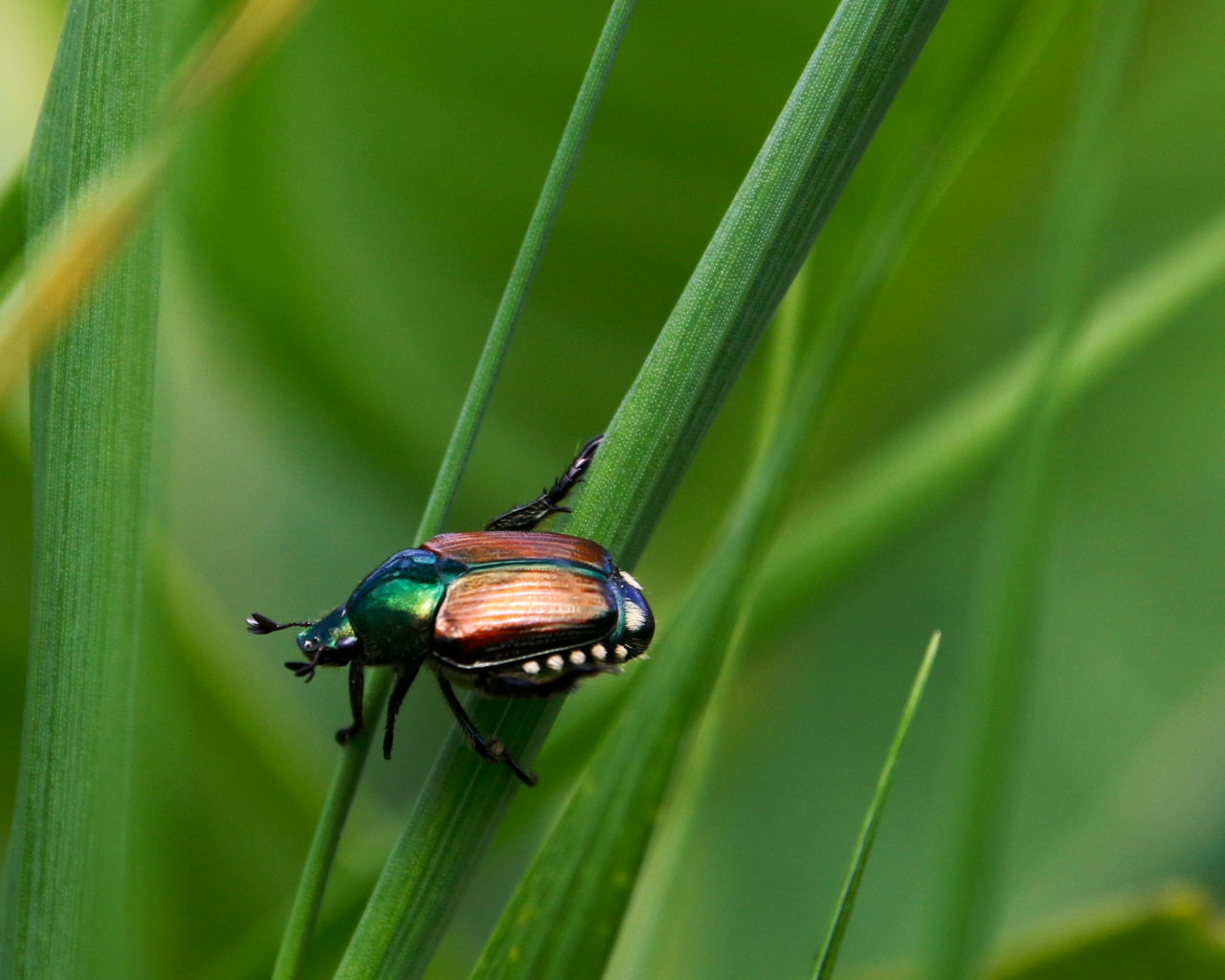 Жук Хрущик японский сидит на зеленой траве