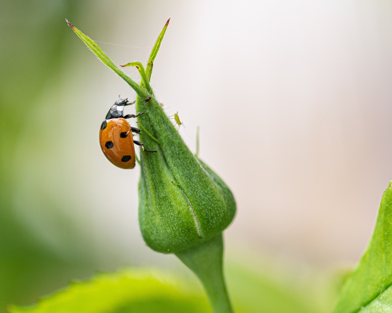 Божья коровка сидит на бутоне розы