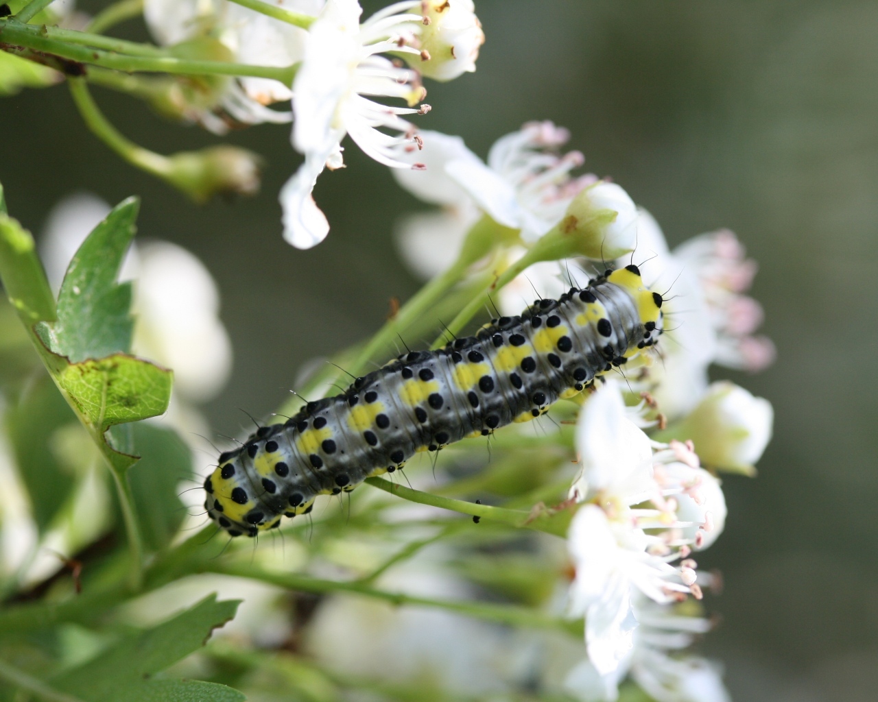 Большая гусеница на ветке с белыми цветами вишни