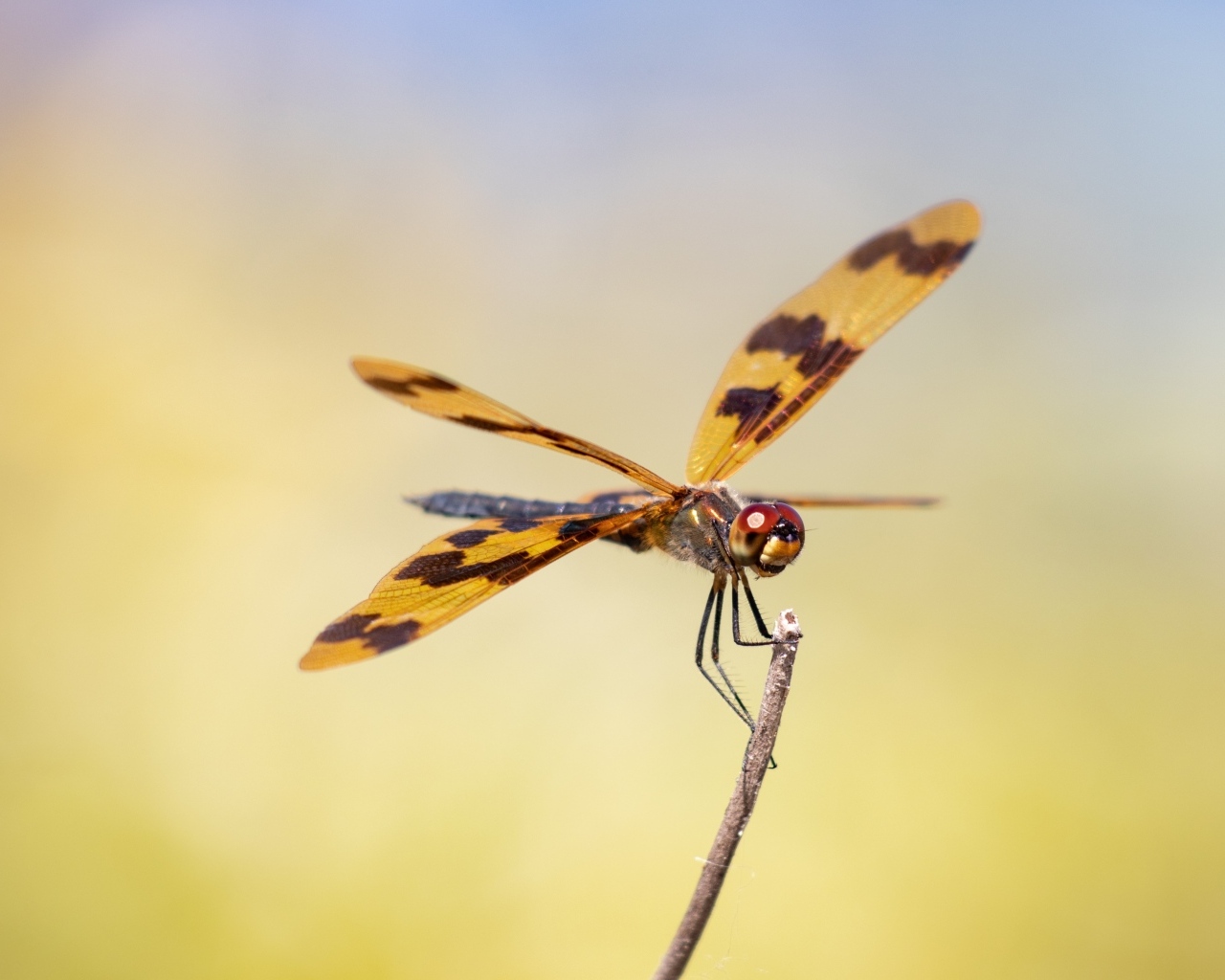 Большая стрекоза сидит на ветке крупным планом