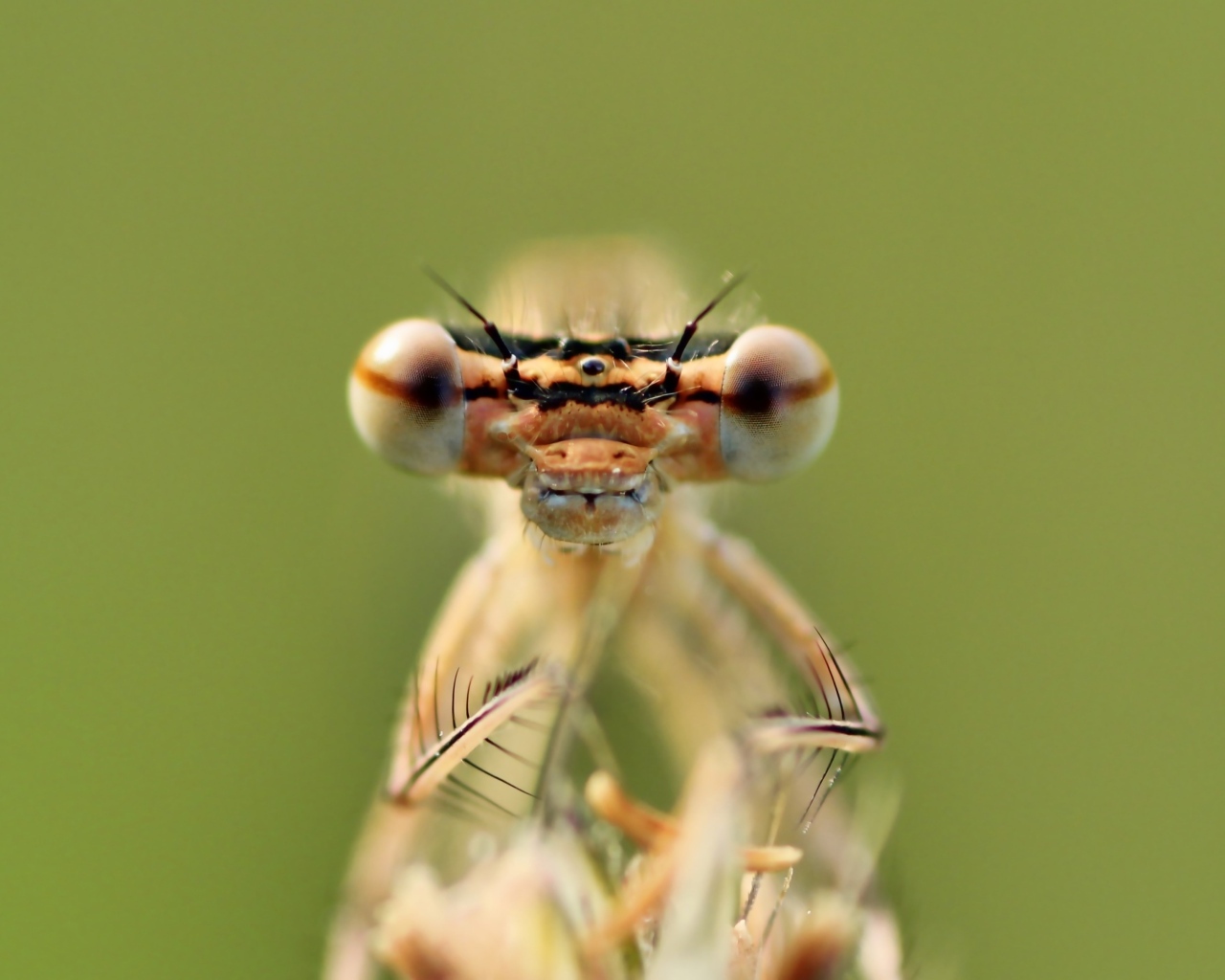Большие глаза стрекозы крупным планом