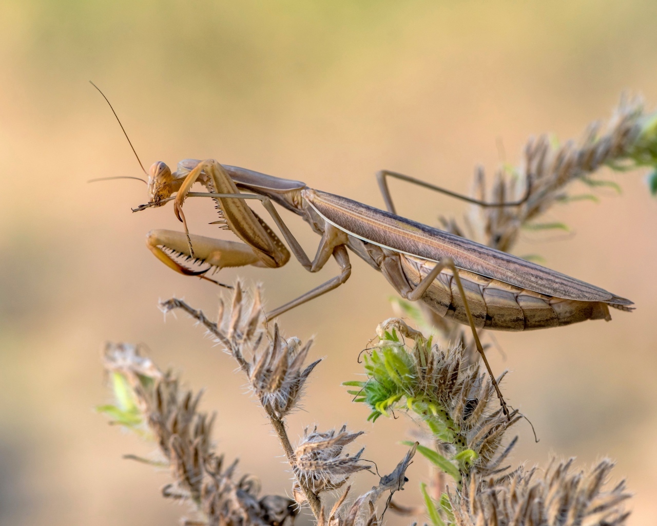 Большой богомол сидит на растении