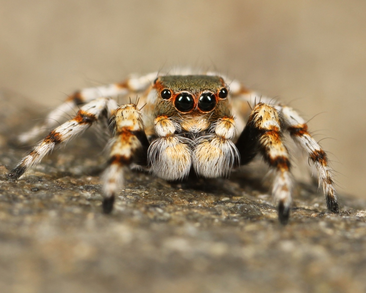 Большой паук с черными глазами