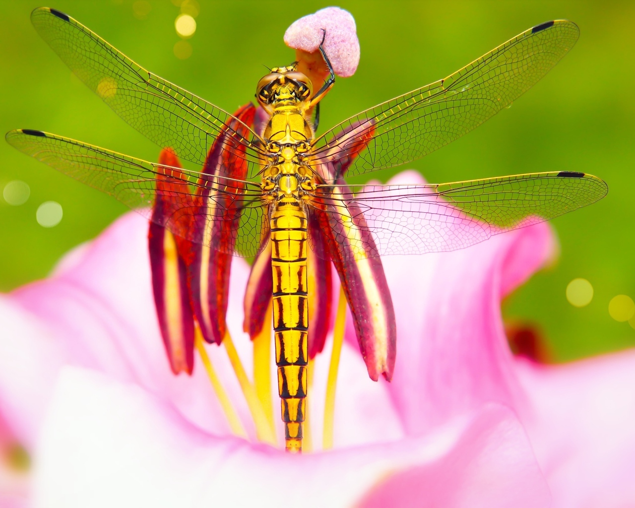 Большая желтая стрекоза на розовом цветке лилии